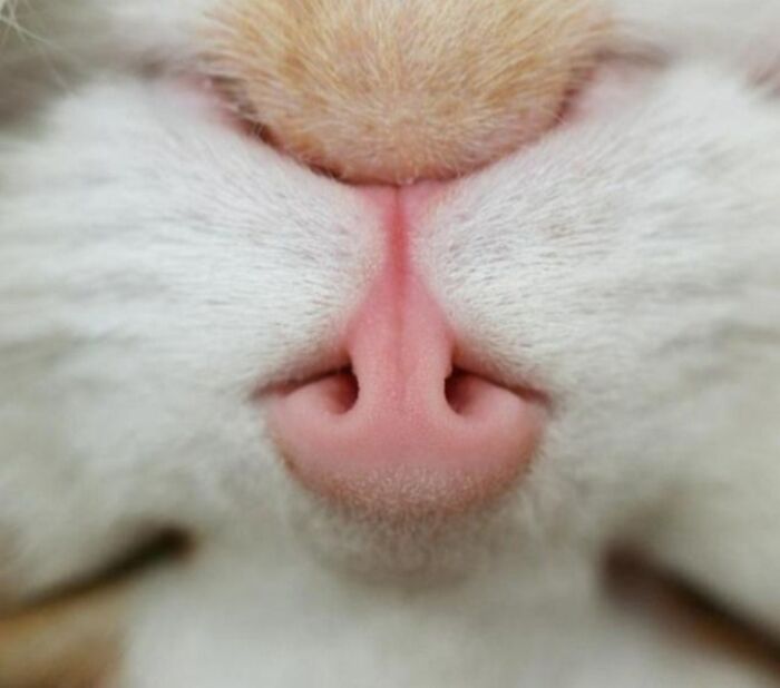 Hey Pandas, Share The Funniest Picture Of Your Pet (Closed)