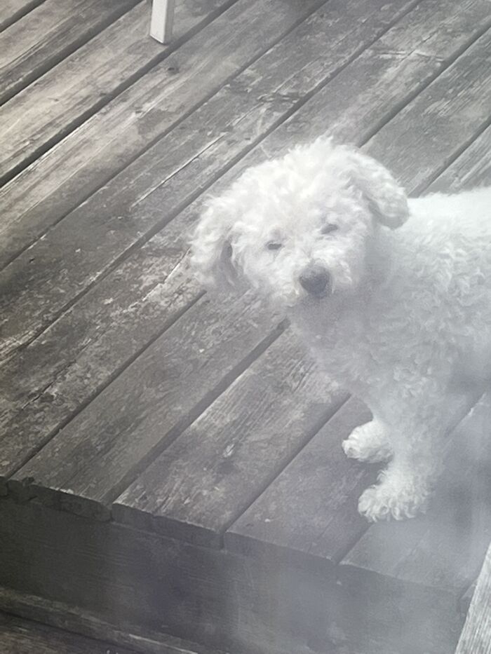 Hey Pandas, Share The Funniest Picture Of Your Pet (Closed) Hey Pandas, Share The Funniest Picture Of Your Pet (Closed)