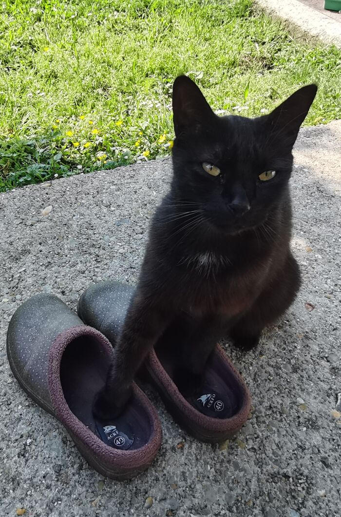 Hey Pandas, Share The Funniest Picture Of Your Pet (Closed)