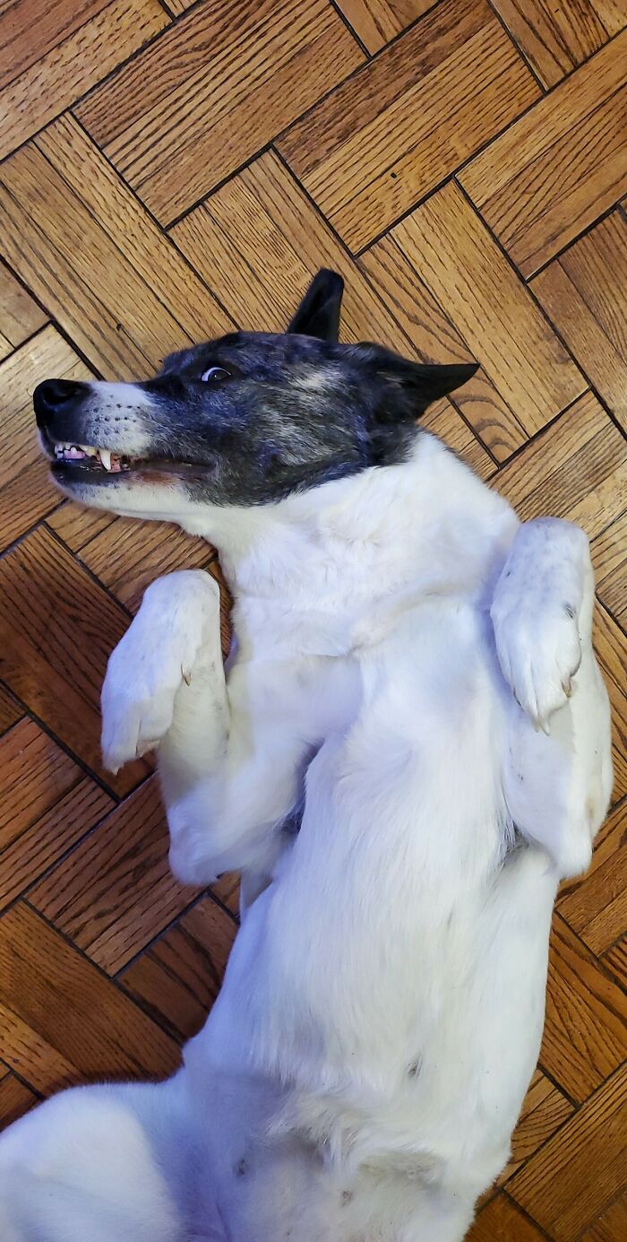 Hey Pandas, Share The Funniest Picture Of Your Pet (Closed) Hey Pandas, Share The Funniest Picture Of Your Pet (Closed)