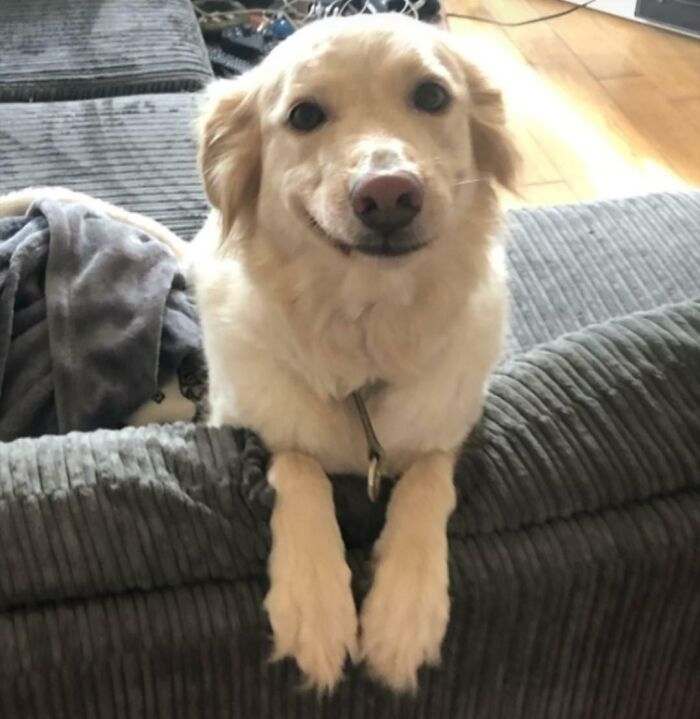 50 Uplifting Photos That Prove We Don&#8217;t Deserve Animals (New Pics)