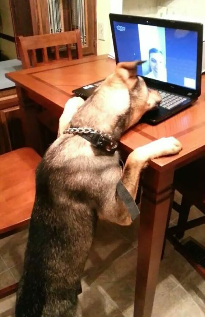 50 Uplifting Photos That Prove We Don&#8217;t Deserve Animals (New Pics)