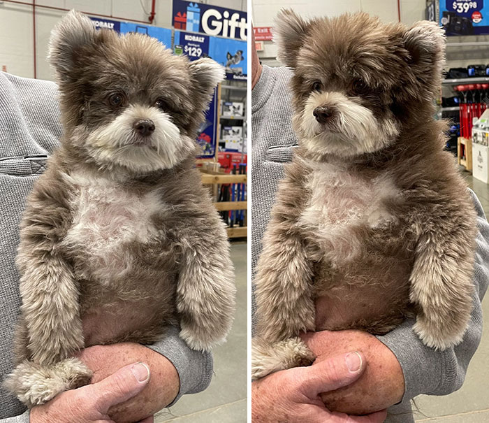 50 Uplifting Photos That Prove We Don&#8217;t Deserve Animals (New Pics)