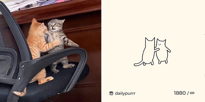30 Of The Funniest Internet-Famous Cat Pics Get Illustrated By Daily Purrr (New Pics) 30 Of The Funniest Internet-Famous Cat Pics Get Illustrated By Daily Purrr (New Pics)