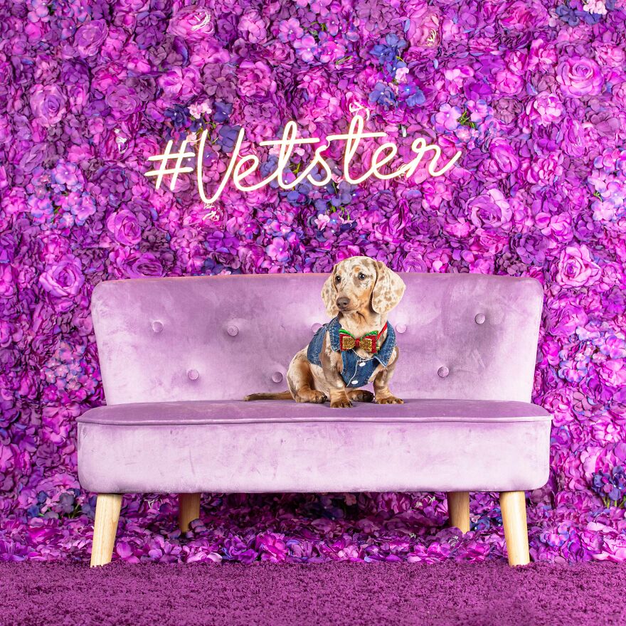 We Set Up A Photo Booth To Celebrate National Dachshund Day, And Here’s The Result (19 Pics) We Set Up A Photo Booth To Celebrate National Dachshund Day, And Here’s The Result (19 Pics)