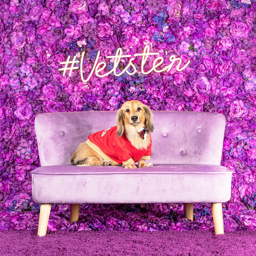 We Set Up A Photo Booth To Celebrate National Dachshund Day, And Here’s The Result (19 Pics) We Set Up A Photo Booth To Celebrate National Dachshund Day, And Here’s The Result (19 Pics)