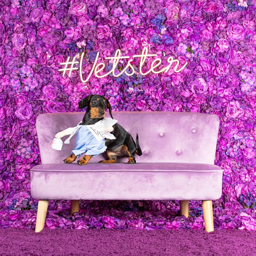 We Set Up A Photo Booth To Celebrate National Dachshund Day, And Here’s The Result (19 Pics) We Set Up A Photo Booth To Celebrate National Dachshund Day, And Here’s The Result (19 Pics)