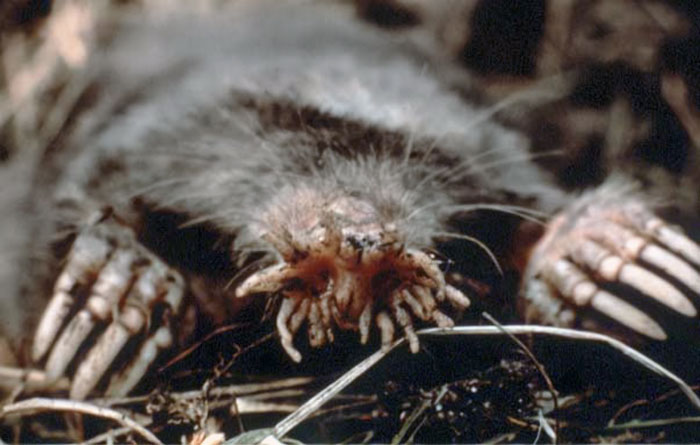 34 Fastest Things In The World That Are Really Quick