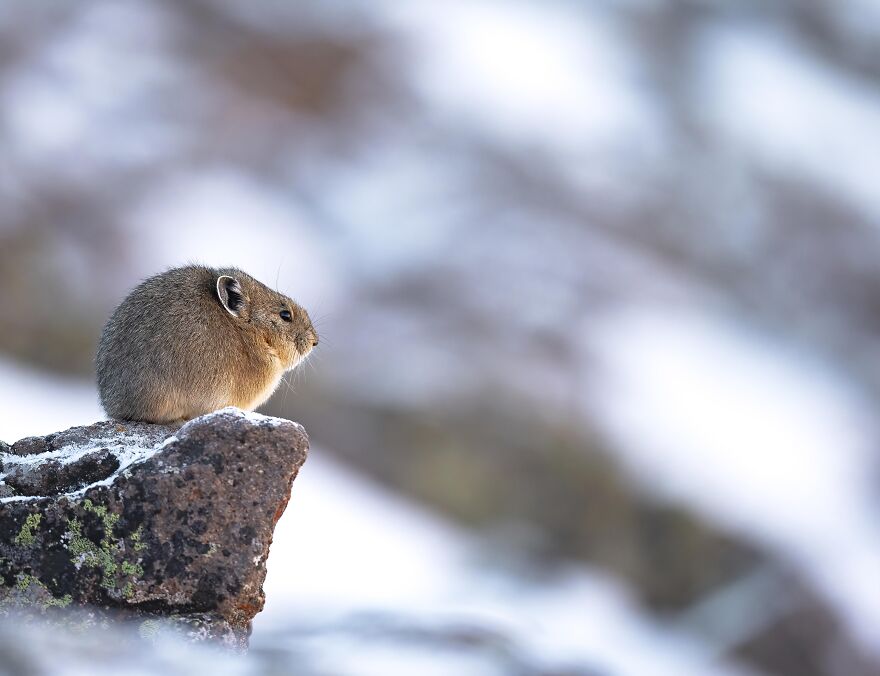 The Real-Life Pikachu: My 26 Pictures Of The American Pika (New Pics) The Real-Life Pikachu: My 26 Pictures Of The American Pika (New Pics)