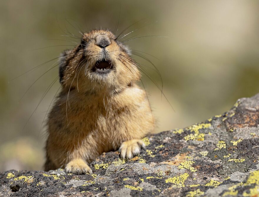 The Real-Life Pikachu: My 26 Pictures Of The American Pika (New Pics) The Real-Life Pikachu: My 26 Pictures Of The American Pika (New Pics)