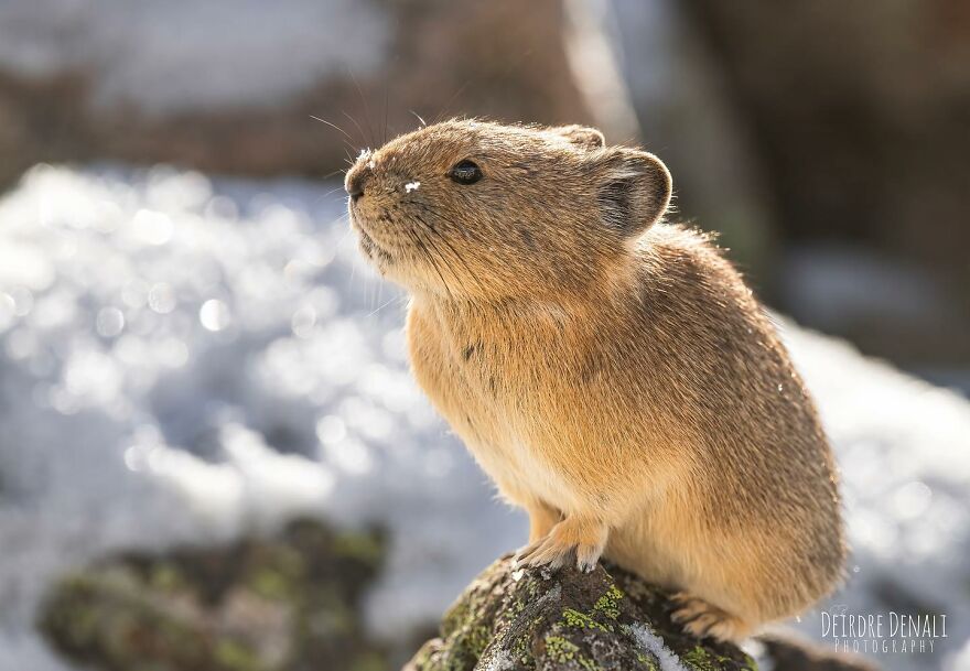 The Real-Life Pikachu: My 26 Pictures Of The American Pika (New Pics) The Real-Life Pikachu: My 26 Pictures Of The American Pika (New Pics)
