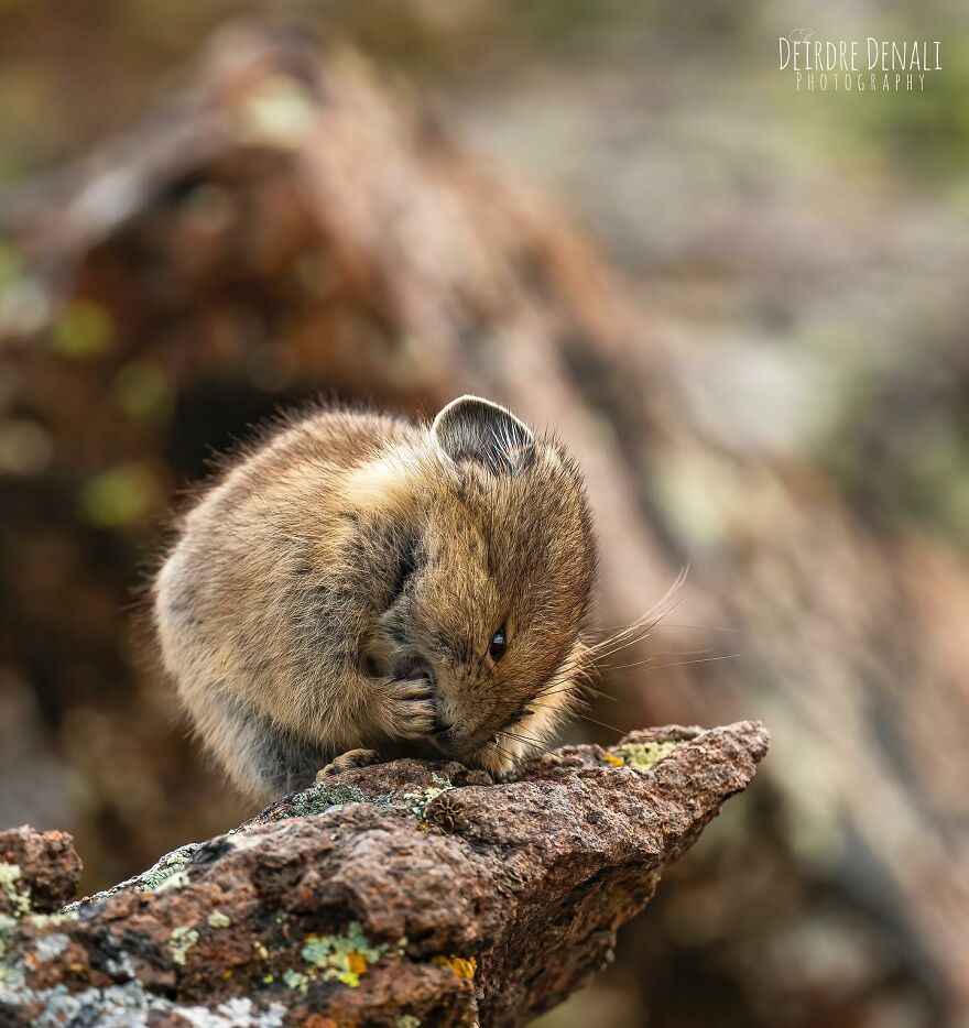 The Real-Life Pikachu: My 26 Pictures Of The American Pika (New Pics) The Real-Life Pikachu: My 26 Pictures Of The American Pika (New Pics)