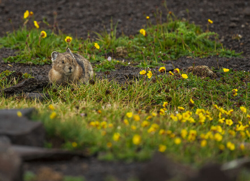 The Real-Life Pikachu: My 26 Pictures Of The American Pika (New Pics) The Real-Life Pikachu: My 26 Pictures Of The American Pika (New Pics)