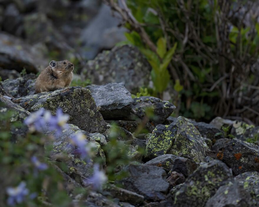 The Real-Life Pikachu: My 26 Pictures Of The American Pika (New Pics) The Real-Life Pikachu: My 26 Pictures Of The American Pika (New Pics)