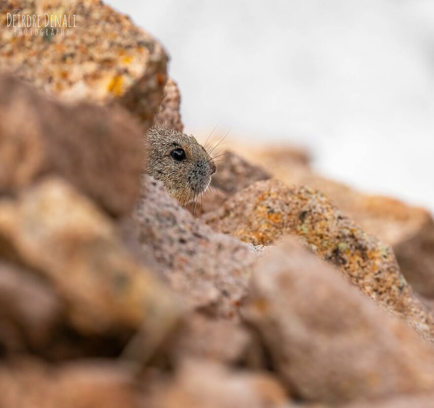 The Real-Life Pikachu: My 26 Pictures Of The American Pika (New Pics) The Real-Life Pikachu: My 26 Pictures Of The American Pika (New Pics)
