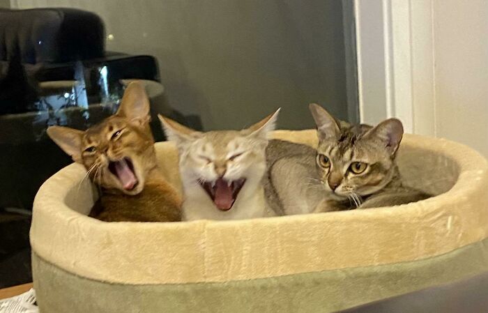 50 Pics From “What’s Wrong With Your Cat” Featuring Kitties Exhibiting The Most Hilarious And Bizarre Behavior (New Pics) 50 Pics From “What’s Wrong With Your Cat” Featuring Kitties Exhibiting The Most Hilarious And Bizarre Behavior (New Pics)