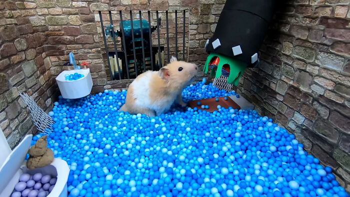 I Created A Maze Inspired By Minecraft And Let My Hamster Homa Explore It I Created A Maze Inspired By Minecraft And Let My Hamster Homa Explore It