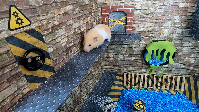I Created A Maze Inspired By Minecraft And Let My Hamster Homa Explore It I Created A Maze Inspired By Minecraft And Let My Hamster Homa Explore It