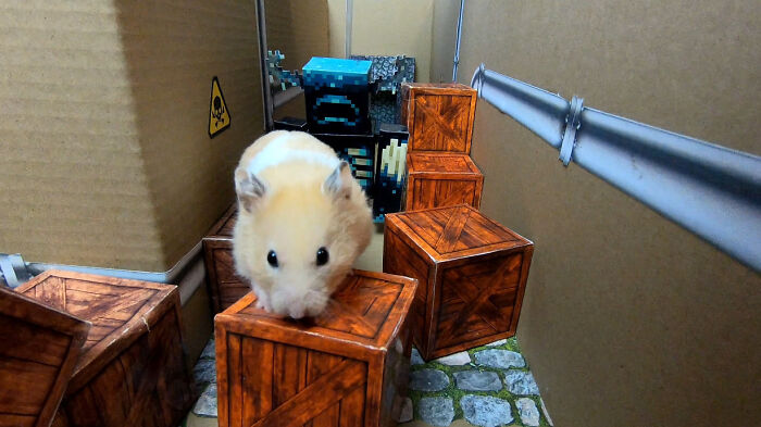 I Created A Maze Inspired By Minecraft And Let My Hamster Homa Explore It I Created A Maze Inspired By Minecraft And Let My Hamster Homa Explore It