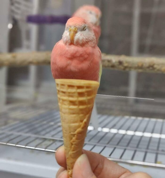 50 Delicious-Looking ‘Foods’ You Should Never Ever Eat (New Pics) 50 Delicious-Looking ‘Foods’ You Should Never Ever Eat (New Pics)