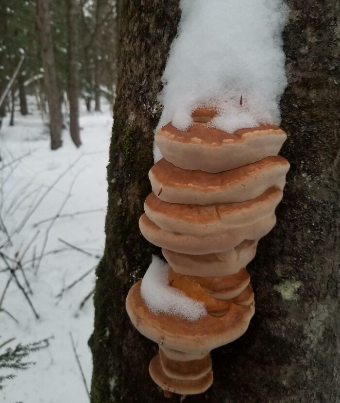 50 Delicious-Looking ‘Foods’ You Should Never Ever Eat (New Pics) 50 Delicious-Looking ‘Foods’ You Should Never Ever Eat (New Pics)