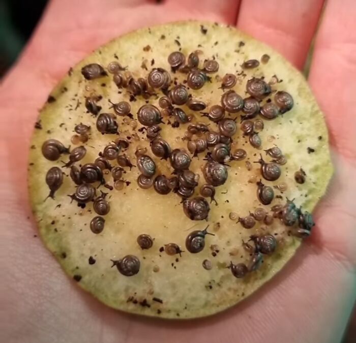 50 Delicious-Looking ‘Foods’ You Should Never Ever Eat (New Pics) 50 Delicious-Looking ‘Foods’ You Should Never Ever Eat (New Pics)