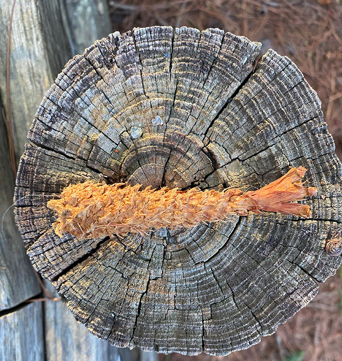 50 Delicious-Looking ‘Foods’ You Should Never Ever Eat (New Pics) 50 Delicious-Looking ‘Foods’ You Should Never Ever Eat (New Pics)