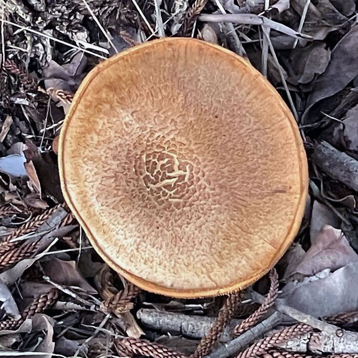 50 Delicious-Looking ‘Foods’ You Should Never Ever Eat (New Pics) 50 Delicious-Looking ‘Foods’ You Should Never Ever Eat (New Pics)