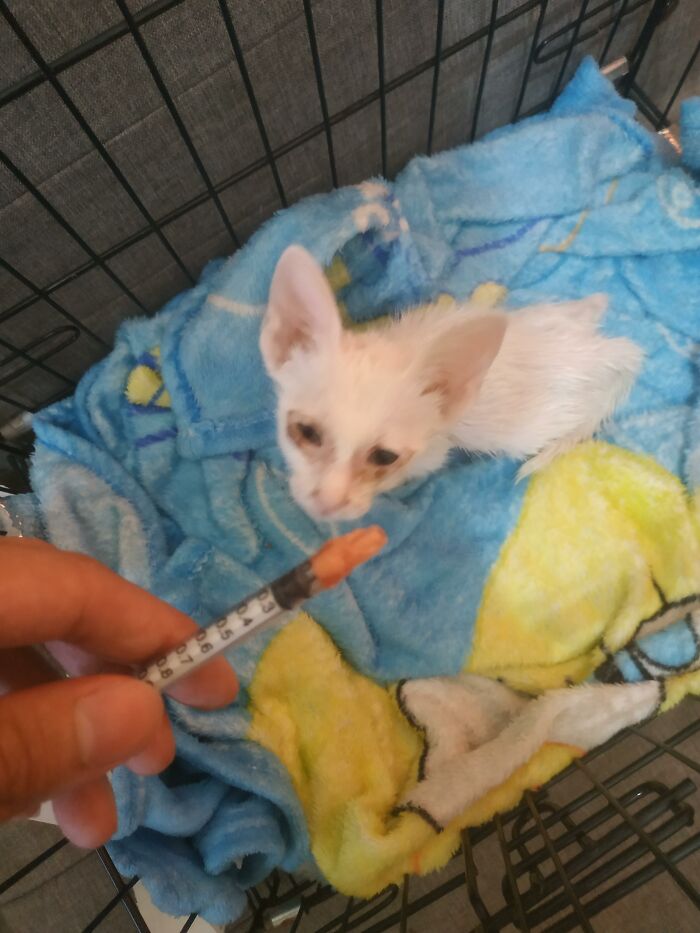 Guy Finds An Abandoned Kitten Glued To An Object, Asks Help From Reddit Users, And Provides The Kitten A Forever Home Following The Journey To Recovery