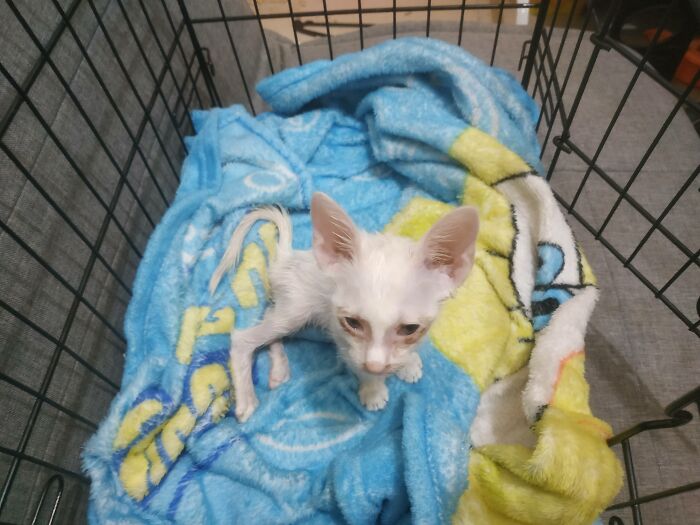 Guy Finds An Abandoned Kitten Glued To An Object, Asks Help From Reddit Users, And Provides The Kitten A Forever Home Following The Journey To Recovery