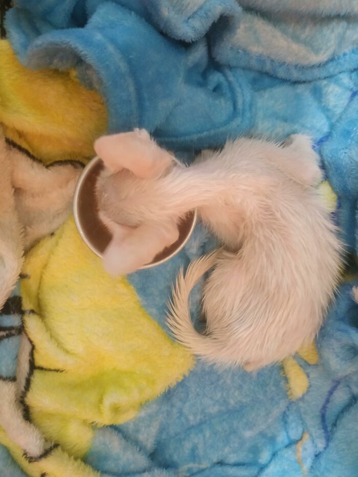 Guy Finds An Abandoned Kitten Glued To An Object, Asks Help From Reddit Users, And Provides The Kitten A Forever Home Following The Journey To Recovery