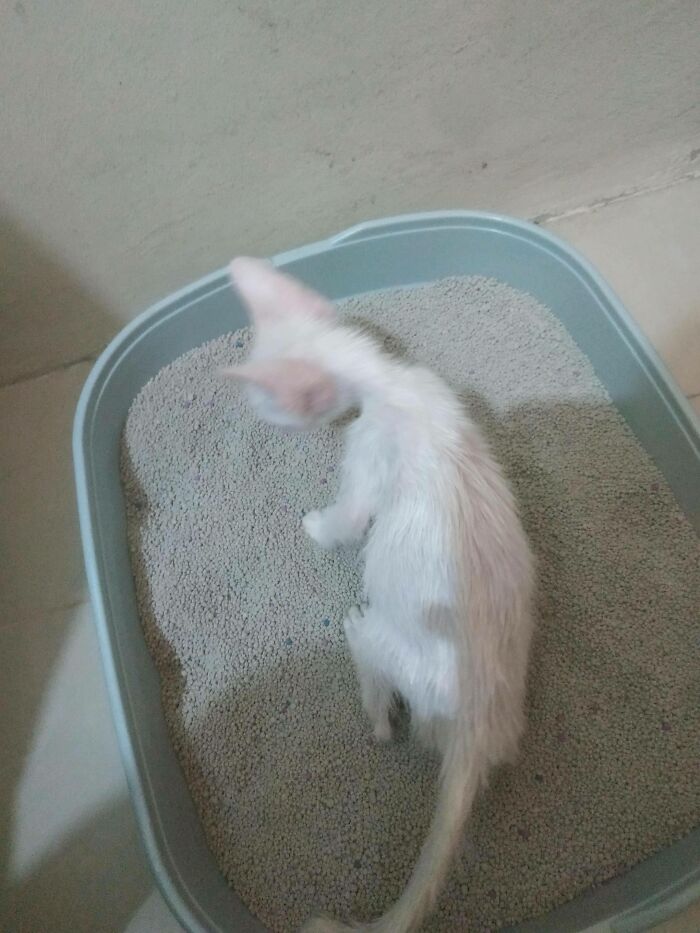 Guy Finds An Abandoned Kitten Glued To An Object, Asks Help From Reddit Users, And Provides The Kitten A Forever Home Following The Journey To Recovery