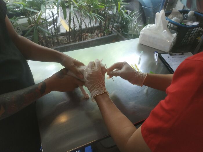 Guy Finds An Abandoned Kitten Glued To An Object, Asks Help From Reddit Users, And Provides The Kitten A Forever Home Following The Journey To Recovery