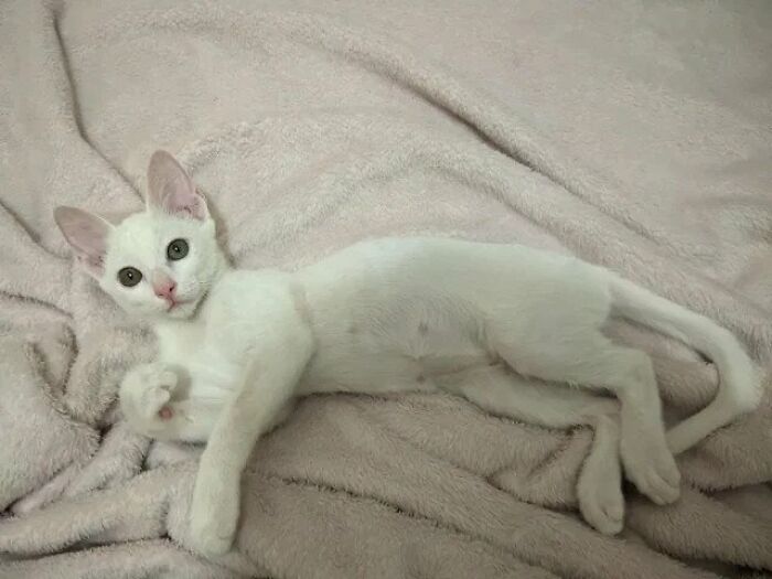 Guy Finds An Abandoned Kitten Glued To An Object, Asks Help From Reddit Users, And Provides The Kitten A Forever Home Following The Journey To Recovery