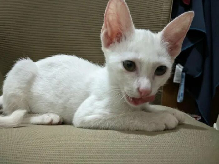 Guy Finds An Abandoned Kitten Glued To An Object, Asks Help From Reddit Users, And Provides The Kitten A Forever Home Following The Journey To Recovery