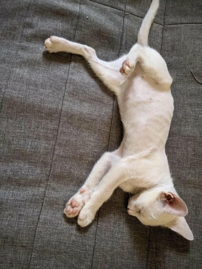 Guy Finds An Abandoned Kitten Glued To An Object, Asks Help From Reddit Users, And Provides The Kitten A Forever Home Following The Journey To Recovery