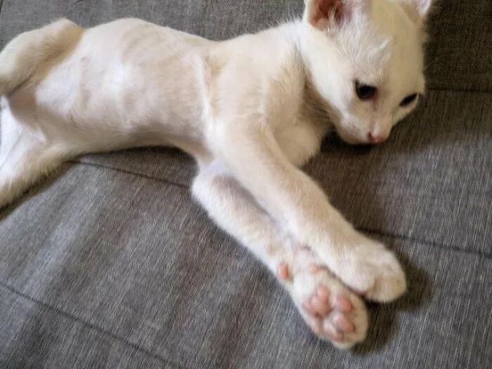 Guy Finds An Abandoned Kitten Glued To An Object, Asks Help From Reddit Users, And Provides The Kitten A Forever Home Following The Journey To Recovery