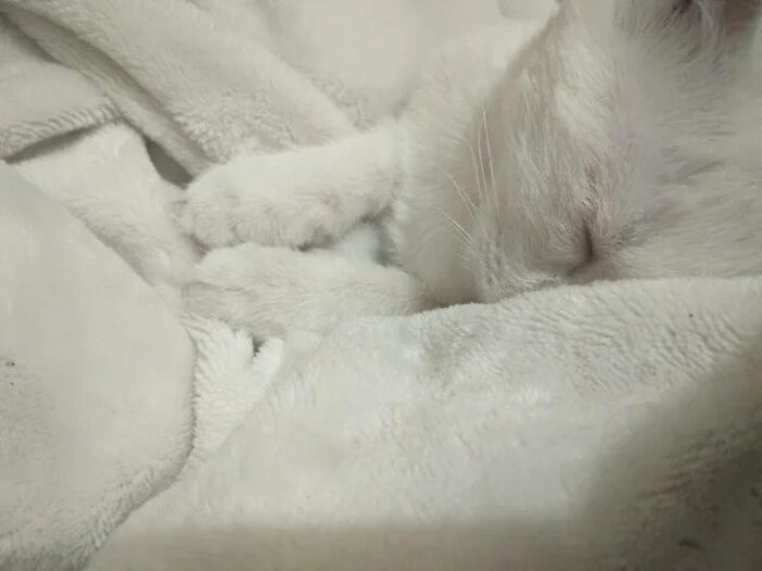 Guy Finds An Abandoned Kitten Glued To An Object, Asks Help From Reddit Users, And Provides The Kitten A Forever Home Following The Journey To Recovery