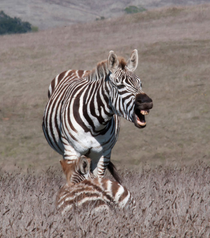 30 Things People Are Proud Of But They Could Be Considered A Weird Flex, Shared In This Online Group 30 Things People Are Proud Of But They Could Be Considered A Weird Flex, Shared In This Online Group