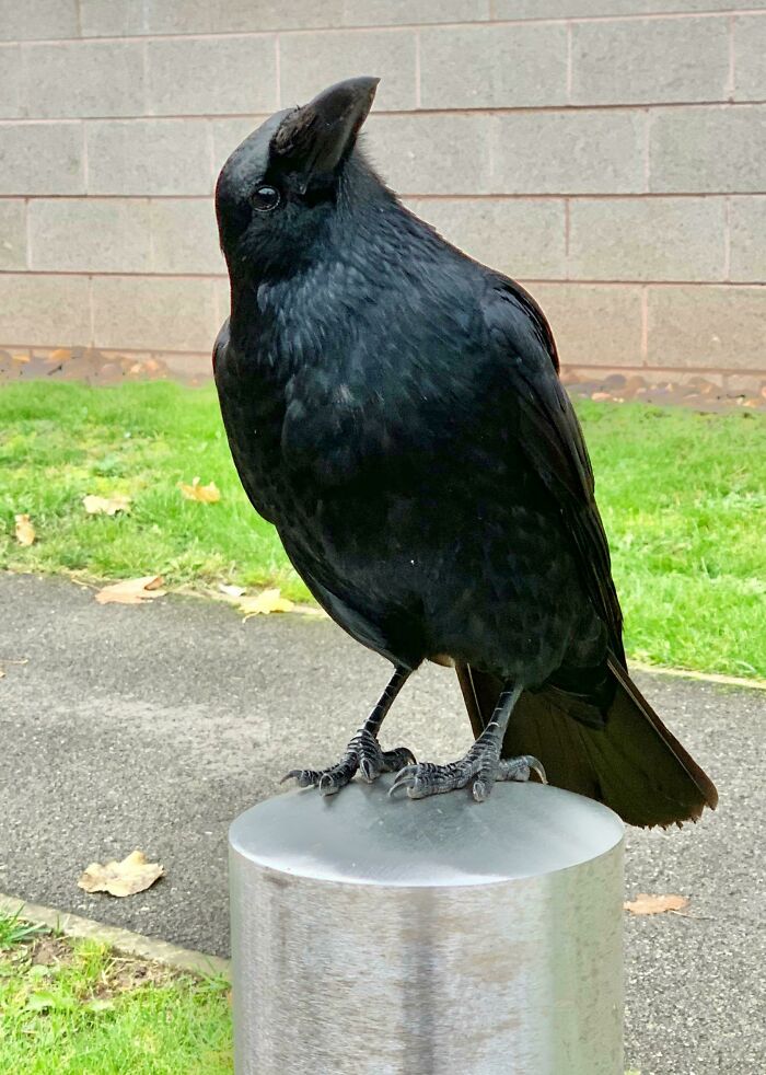 77 Ominously Cute Crow Pictures 77 Ominously Cute Crow Pictures