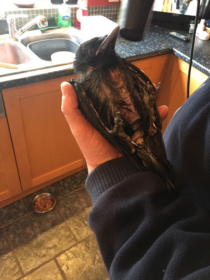 77 Ominously Cute Crow Pictures 77 Ominously Cute Crow Pictures