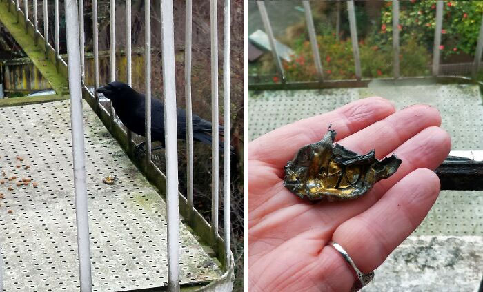 77 Ominously Cute Crow Pictures 77 Ominously Cute Crow Pictures