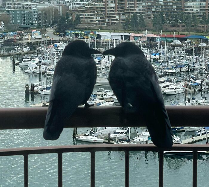 77 Ominously Cute Crow Pictures 77 Ominously Cute Crow Pictures