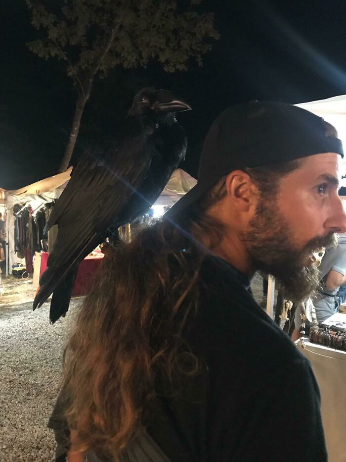 77 Ominously Cute Crow Pictures 77 Ominously Cute Crow Pictures