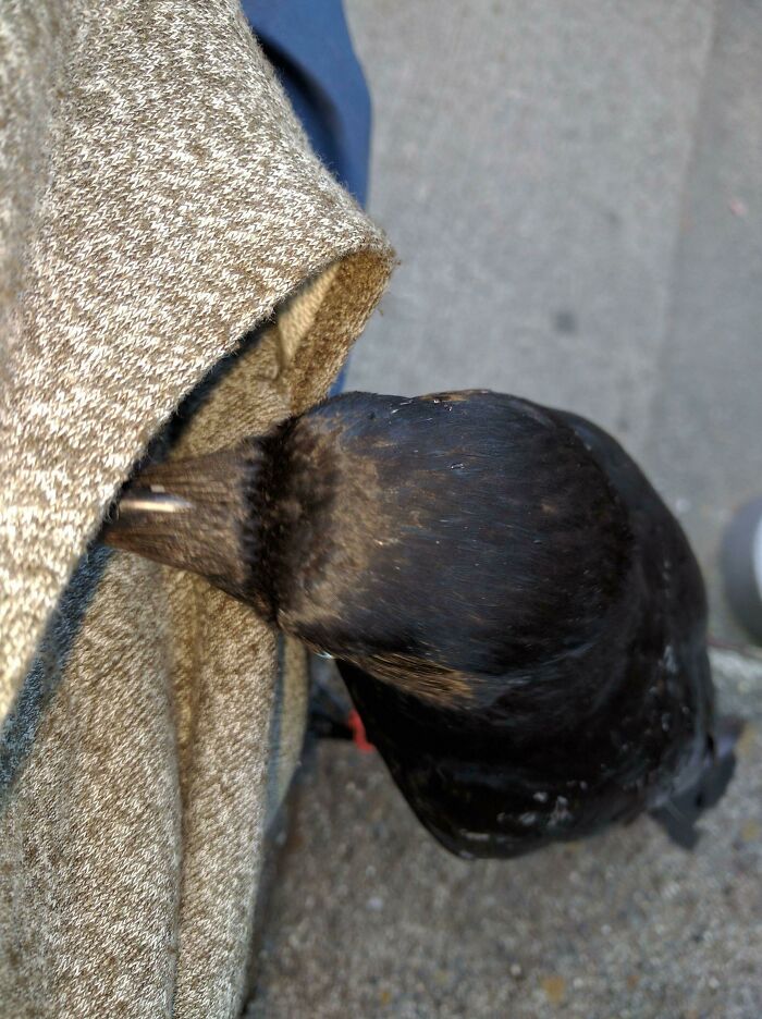 77 Ominously Cute Crow Pictures 77 Ominously Cute Crow Pictures