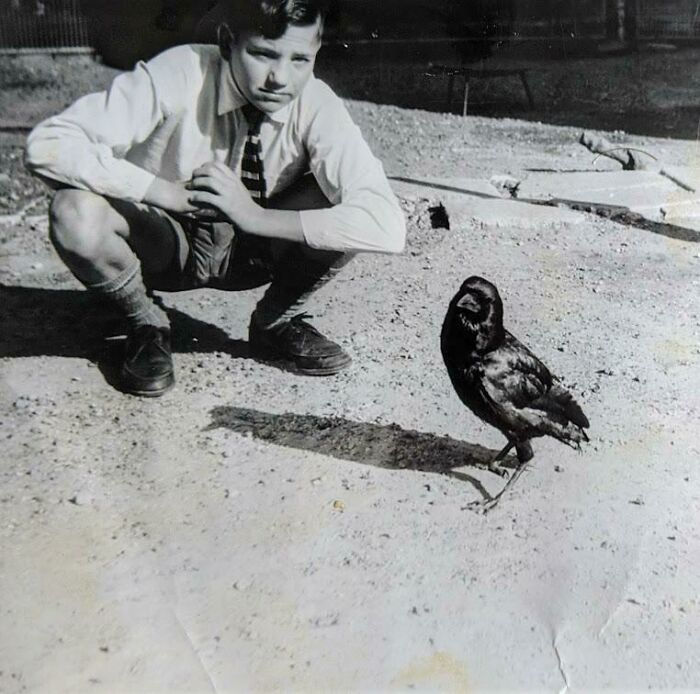 77 Ominously Cute Crow Pictures 77 Ominously Cute Crow Pictures