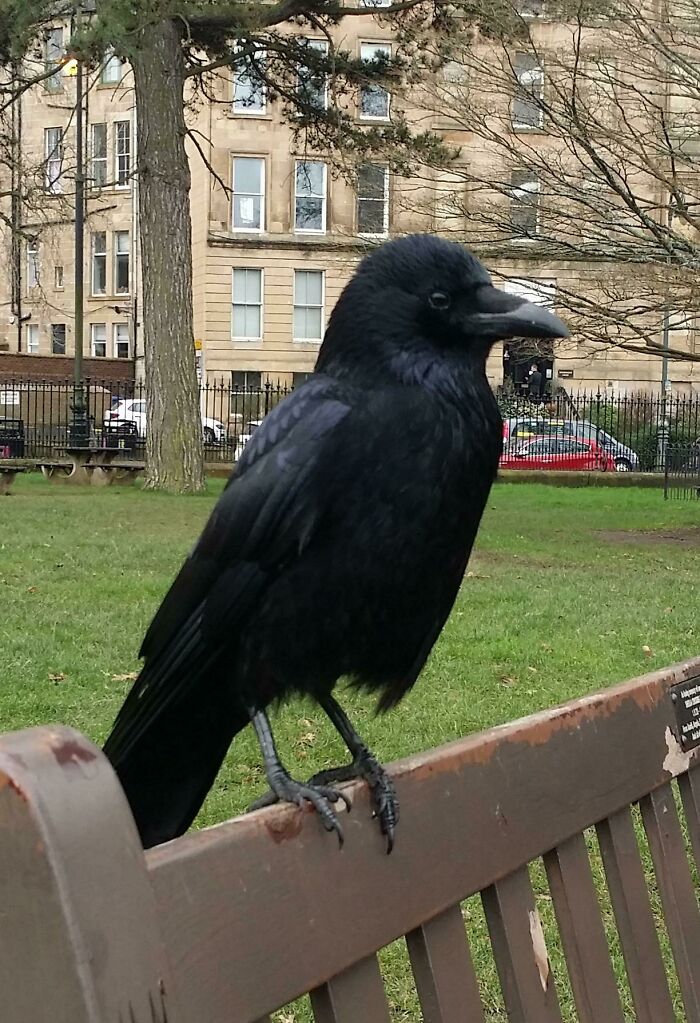 77 Ominously Cute Crow Pictures 77 Ominously Cute Crow Pictures