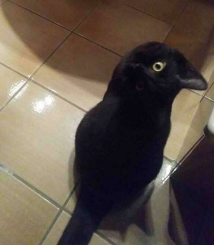 77 Ominously Cute Crow Pictures 77 Ominously Cute Crow Pictures