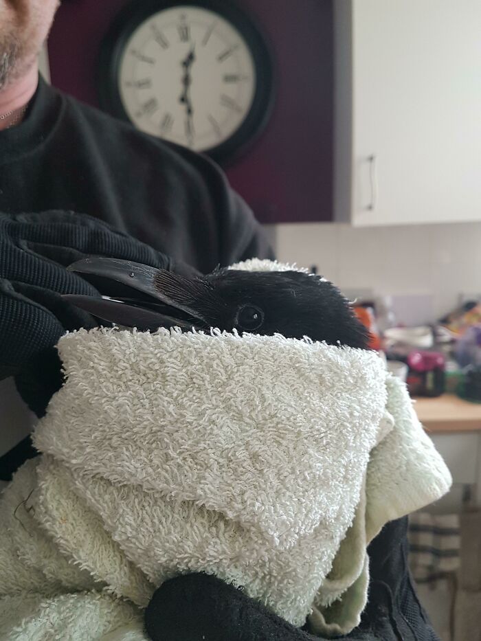 77 Ominously Cute Crow Pictures 77 Ominously Cute Crow Pictures