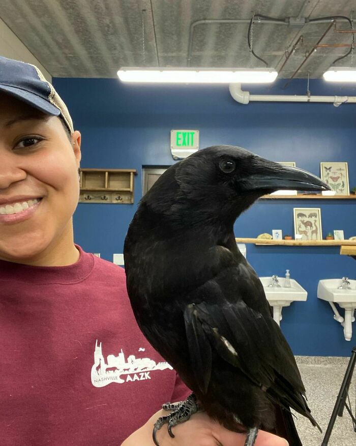 77 Ominously Cute Crow Pictures 77 Ominously Cute Crow Pictures